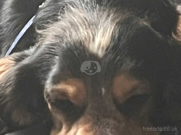 Cocker Spaniel puppies for sale in Basildon, Essex – 2 years old - Image 4 of 5