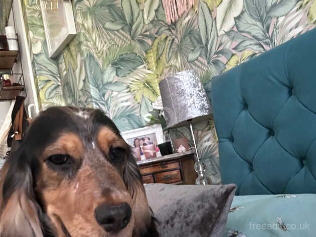 Cocker Spaniel puppies for sale in Basildon, Essex – 2 years old - Image 5 of 5