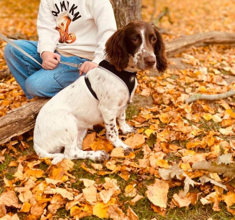 Cocker Spaniel puppies for sale in Waterlooville, Hampshire – 9 months old