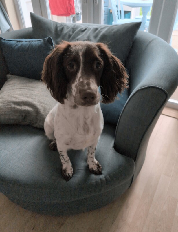 Cocker Spaniel puppies for sale in Waterlooville, Hampshire β 9 months old - Image 2 of 3