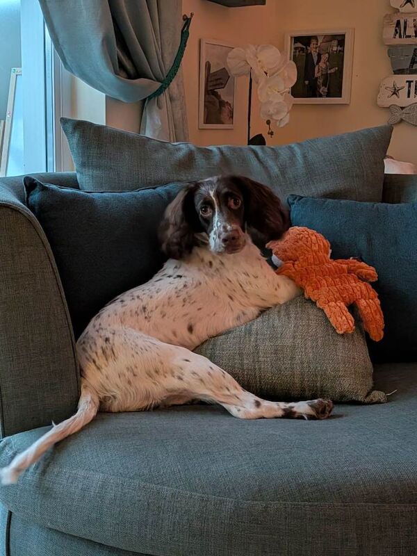 Cocker Spaniel puppies for sale in Waterlooville, Hampshire β 9 months old - Image 3 of 3