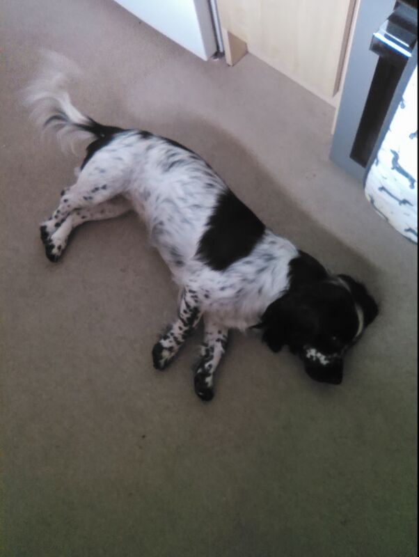 Beautiful Black and white cocker spaniel &pound;550