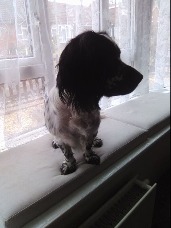 Beautiful Black and white cocker spaniel &pound;550