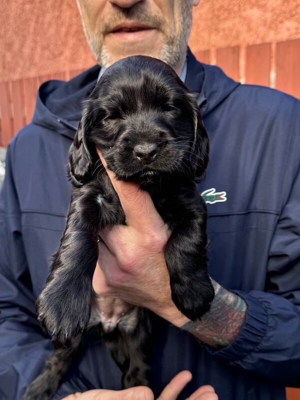 Beautiful Black Cocker Pups for sale in Larne, County Antrim