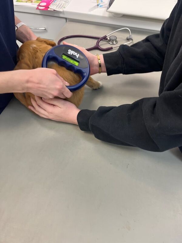 Cocker Spaniel puppies for sale in Dorchester, Dorset – 3 months old - Image 2 of 4