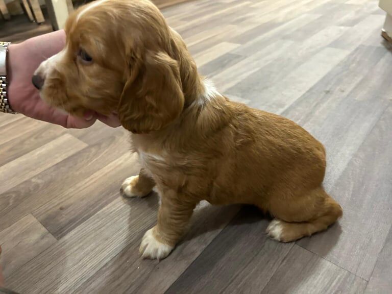 Cocker Spaniel puppies for sale in Dorchester, Dorset – 3 months old - Image 3 of 4
