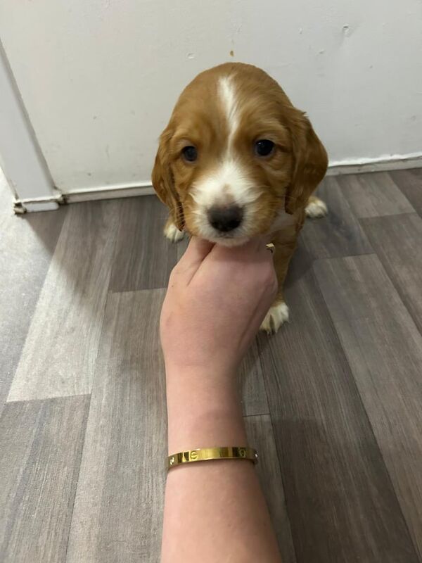 Cocker Spaniel puppies for sale in Dorchester, Dorset – 3 months old - Image 4 of 4