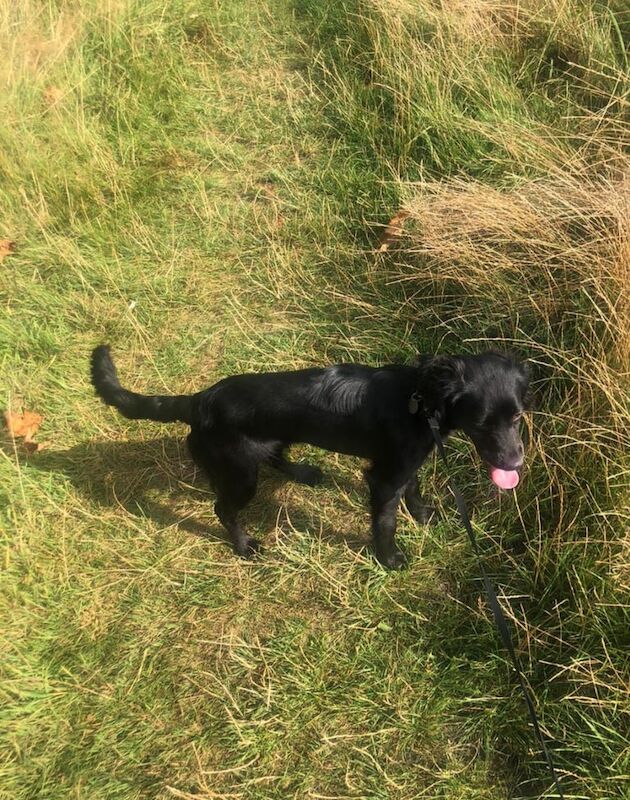 Cocker Spaniel puppies for sale in Halstead, Essex – 10 months old