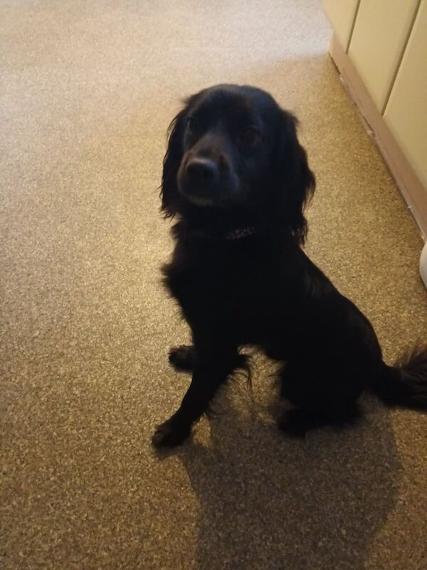 Cocker Spaniel puppies for sale in Halstead, Essex – 10 months old - Image 3 of 4