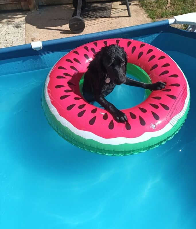 Cocker Spaniel puppies for sale in Halstead, Essex – 10 months old - Image 4 of 4