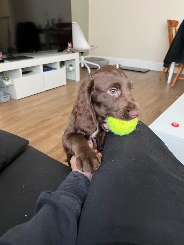 Cocker Spaniel puppies for sale in Hebburn, Tyne and Wear – 3 months old - Image 2 of 3