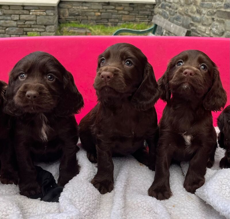 Cocker Spaniel puppies for sale in Pencarreg, Dyfed – 6 weeks old