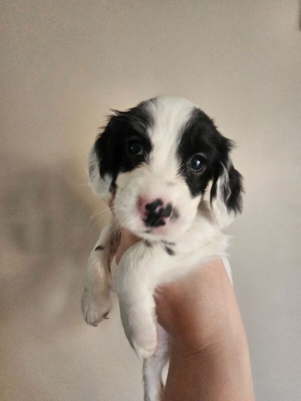 Cocker Spaniel puppies for sale in Coventry, West Midlands – 4 months old - Image 2 of 9