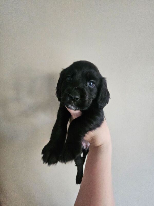 Cocker Spaniel puppies for sale in Coventry, West Midlands – 4 months old - Image 3 of 9