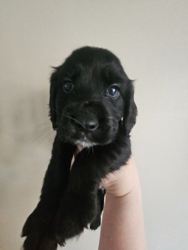 Cocker Spaniel puppies for sale in Coventry, West Midlands – 4 months old - Image 4 of 9