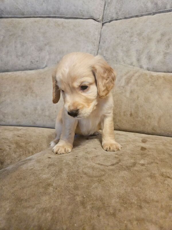 Cocker Spaniel puppies for sale in Coventry, West Midlands – 4 months old - Image 5 of 9