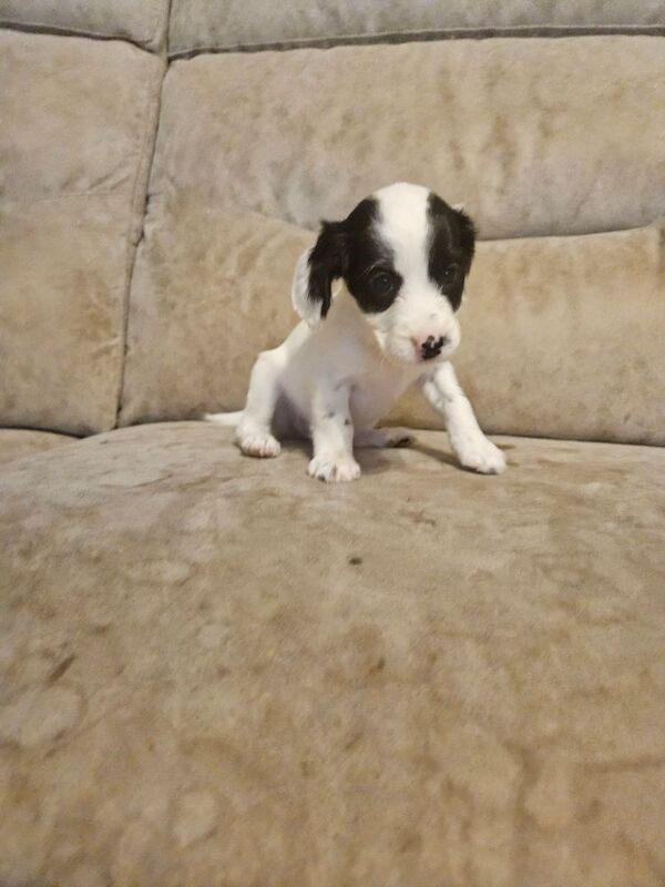 Cocker Spaniel puppies for sale in Coventry, West Midlands – 4 months old - Image 6 of 9