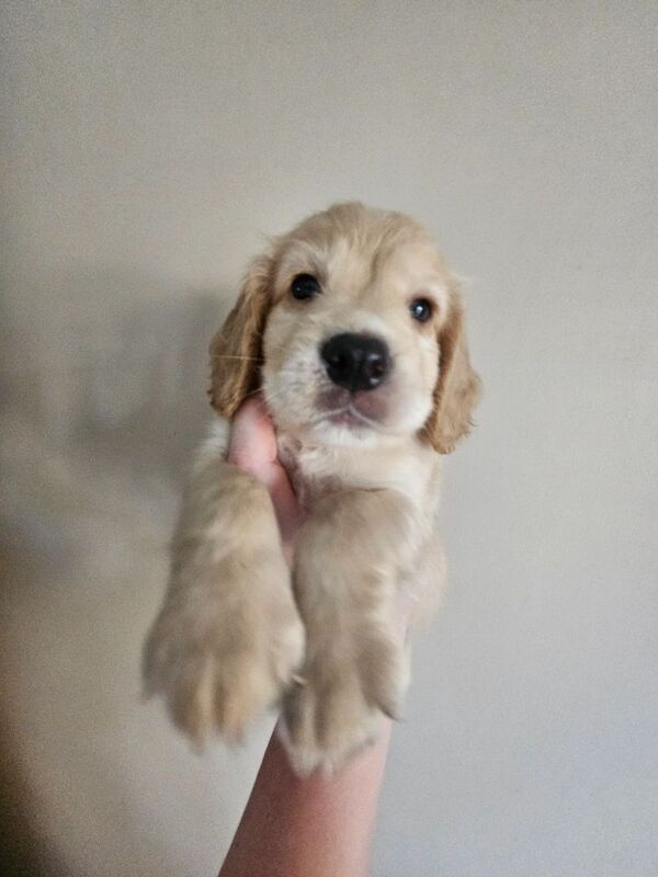 Cocker Spaniel puppies for sale in Coventry, West Midlands – 4 months old - Image 7 of 9