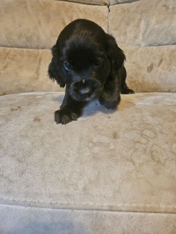 Cocker Spaniel puppies for sale in Coventry, West Midlands – 4 months old - Image 8 of 9