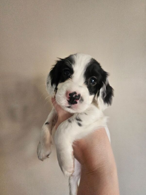 Cocker Spaniel puppies for sale in Coventry, West Midlands – 4 months old - Image 9 of 9