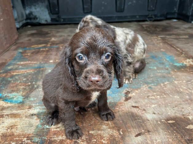 Cocker Spaniel Puppies For Sale In Scotland | Cocker Spaniel Owners