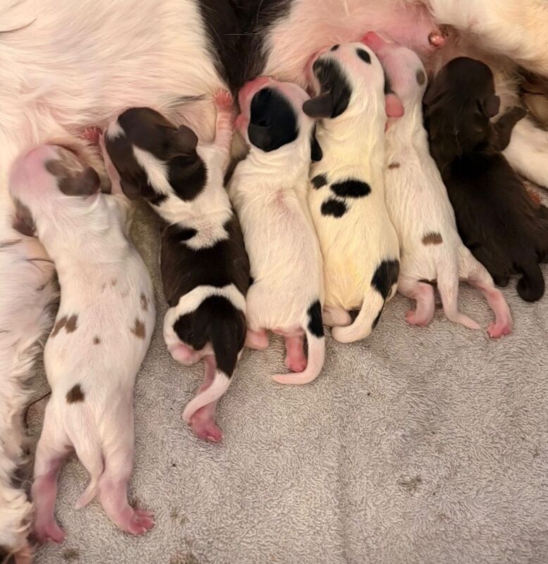 Beautiful Cocker pups - Image 2 of 6
