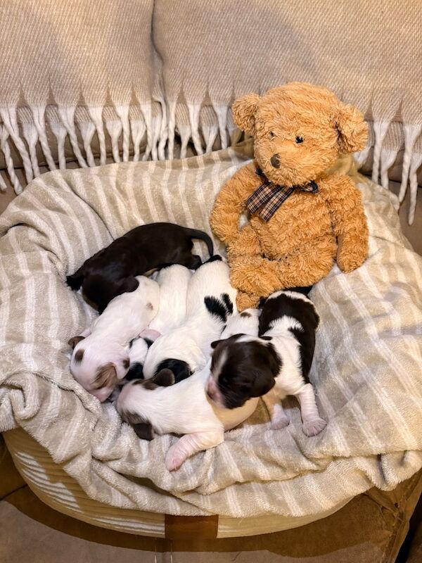 Beautiful Cocker pups - Image 3 of 6