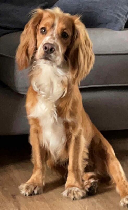 Beautiful Cocker pups - Image 4 of 6