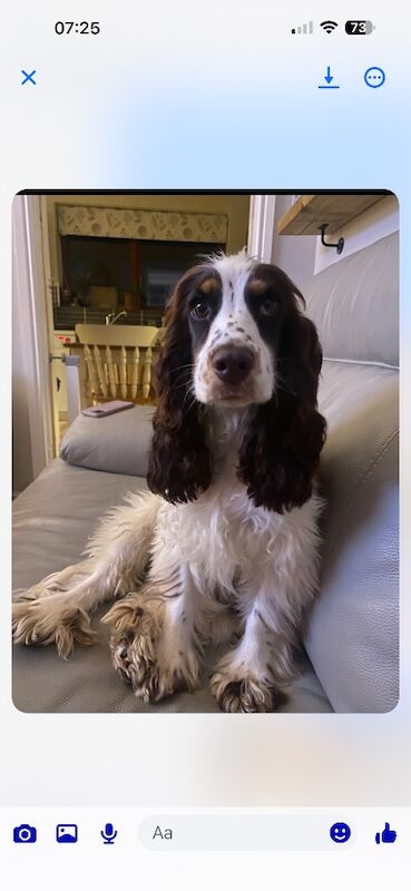 Beautiful Cocker pups - Image 5 of 6