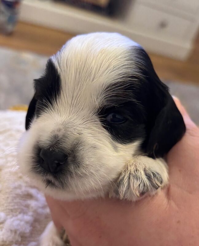 Beautiful Cocker pups - Image 6 of 6
