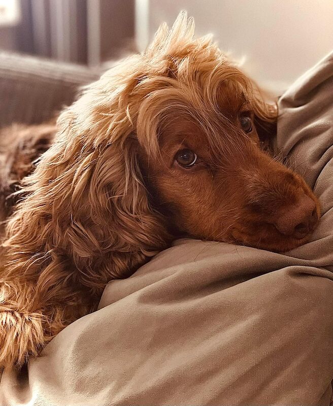 BEAUTIFUL COCKER SPANIEL 🐶 For Sale in Kingston upon Hull, East Riding of Yorkshire BEAUTIFUL COCKER SPANIEL 🐶 For Sale in Kingston upon Hull, East Riding of Yorkshire