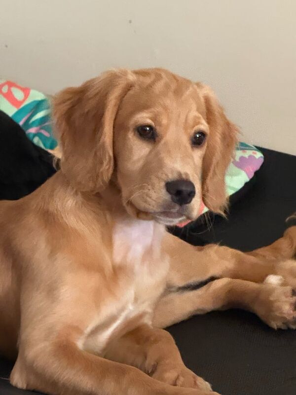 Cocker Spaniel puppies for sale in Basildon, Essex – 4 months old