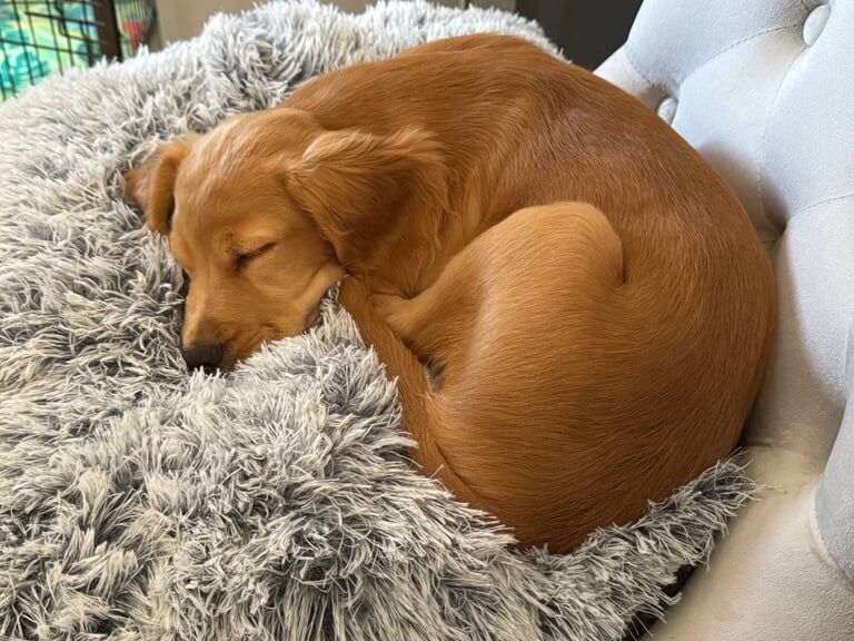 Cocker Spaniel puppies for sale in Basildon, Essex – 4 months old - Image 2 of 3