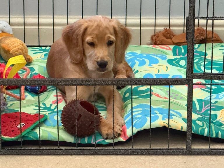 Cocker Spaniel puppies for sale in Basildon, Essex – 4 months old - Image 3 of 3