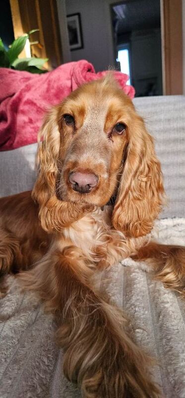 Cocker Spaniel puppies for sale in Bangor, County Down – 9 months old