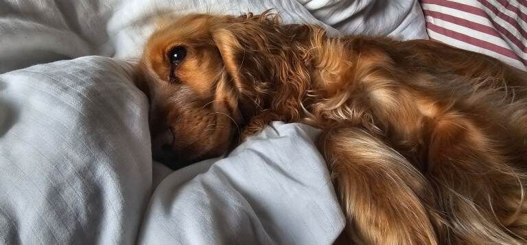Cocker Spaniel puppies for sale in Bangor, County Down – 9 months old - Image 2 of 3