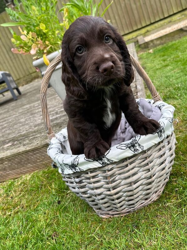 Beautiful Cocker spaniel babies for sale in Holbeach, Lincolnshire