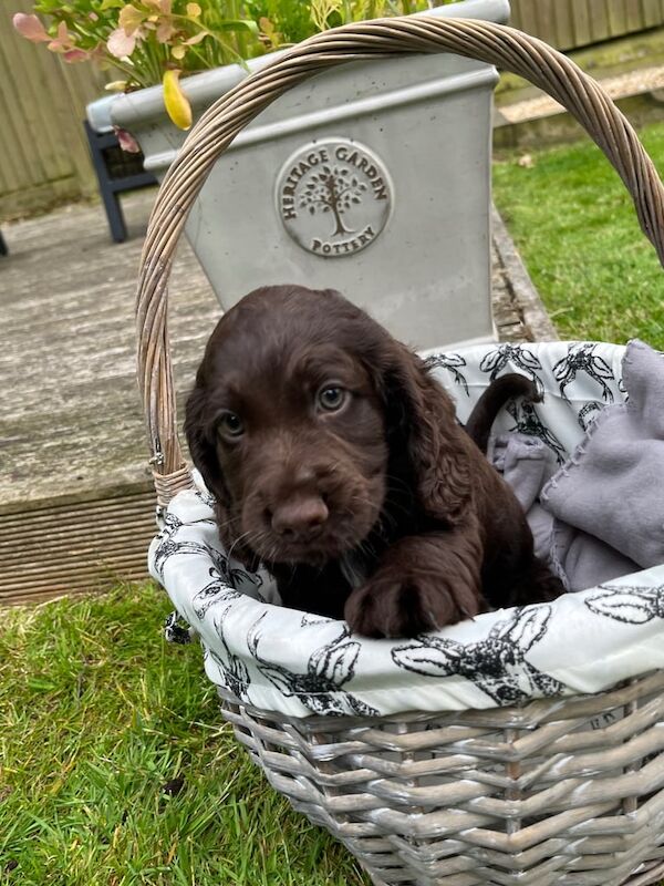 Beautiful Cocker spaniel babies for sale in Holbeach, Lincolnshire | Image 2