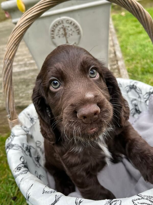 Beautiful Cocker spaniel babies for sale in Holbeach, Lincolnshire | Image 3