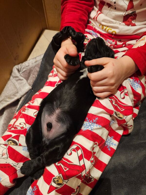 Cocker Spaniel puppies for sale in Airdrie, North Lanarkshire – 1 year old - Image 2 of 3