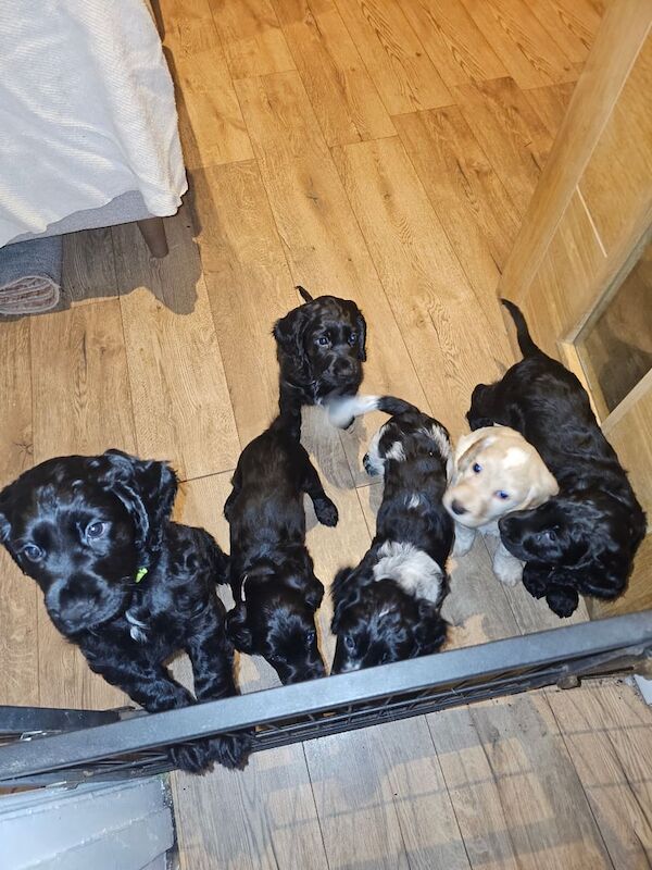 Cocker Spaniel puppies for sale in Airdrie, North Lanarkshire – 1 year old - Image 3 of 3