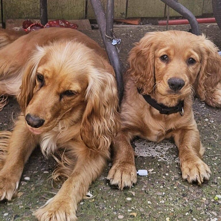 Beautiful cocker spaniel boy for sale in Bulwell, Nottinghamshire