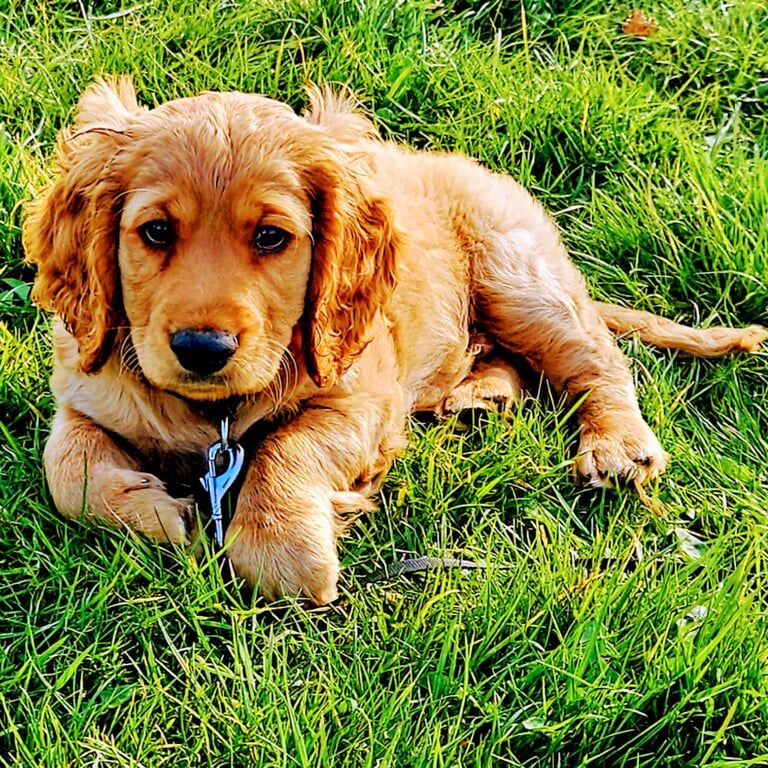 Cocker Spaniel puppies for sale in Bulwell, Nottinghamshire – 11 months old - Image 2 of 3