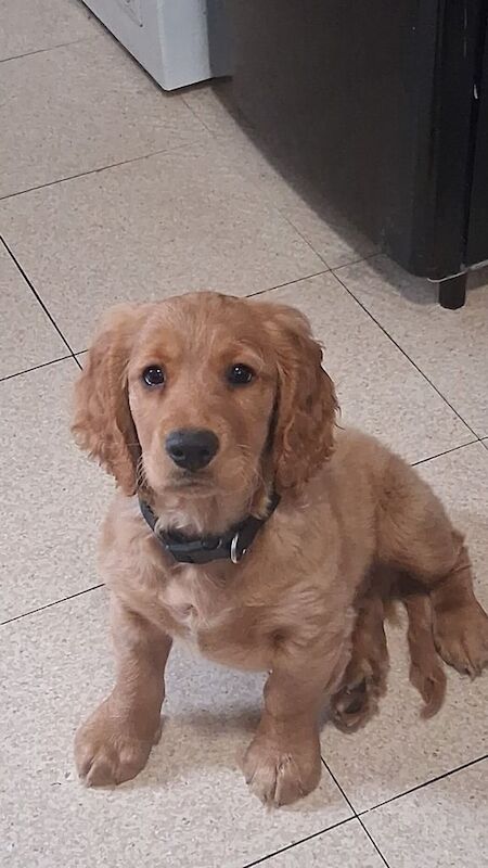 Cocker Spaniel puppies for sale in Bulwell, Nottinghamshire – 11 months old - Image 3 of 3