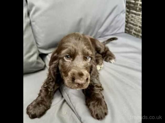Cocker Spaniel puppies for sale in Islington, Greater London – 1 year old - Image 1 of 3