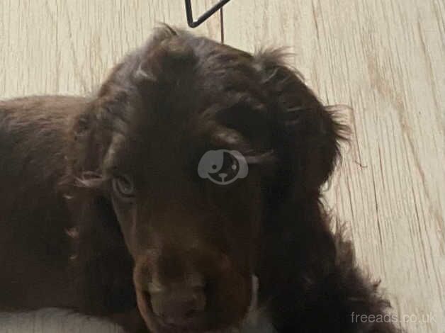 Cocker Spaniel puppies for sale in Islington, Greater London – 1 year old - Image 2 of 3