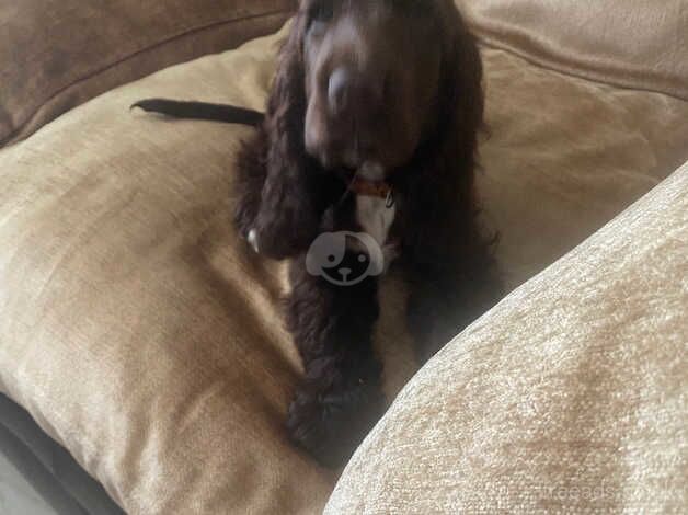 Cocker Spaniel puppies for sale in Islington, Greater London – 1 year old - Image 3 of 3