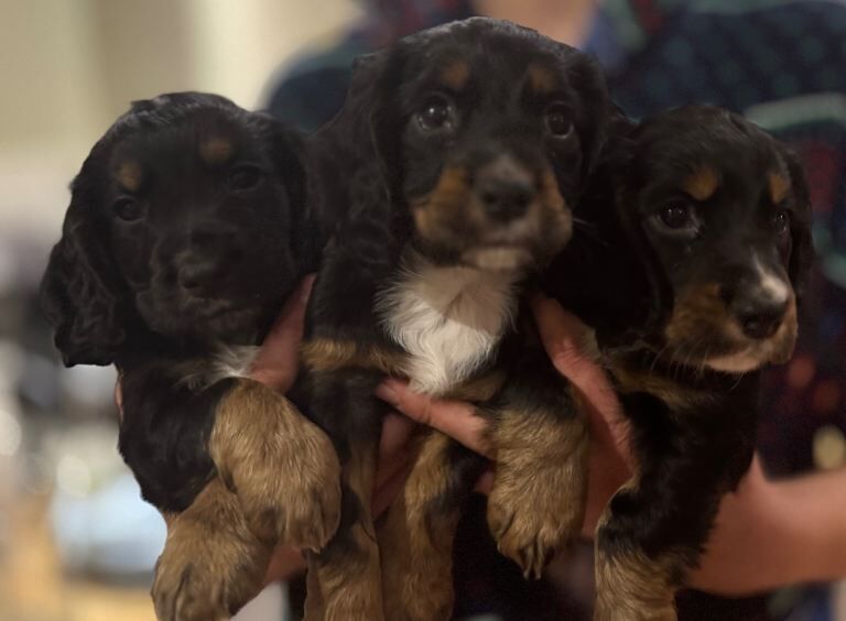 Cocker Spaniel puppies for sale in Ashford, Kent – KC registered, 6 weeks old