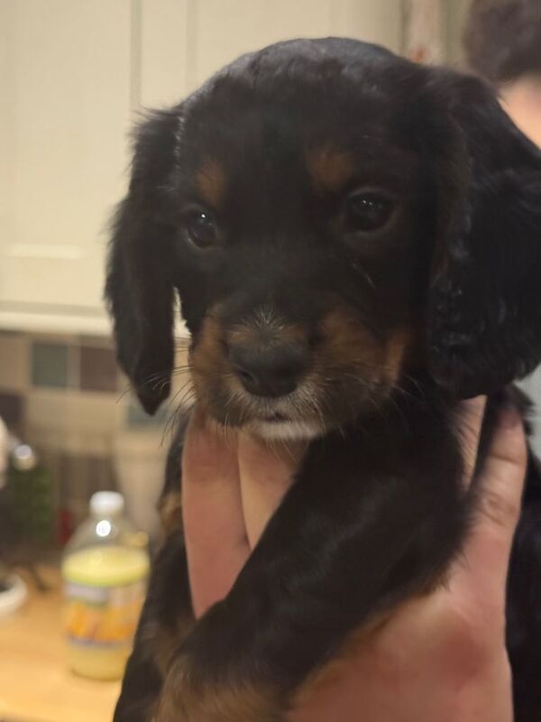 Cocker Spaniel puppies for sale in Ashford, Kent – KC registered, 6 weeks old - Image 2 of 4