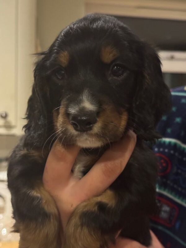 Cocker Spaniel puppies for sale in Ashford, Kent – KC registered, 6 weeks old - Image 3 of 4